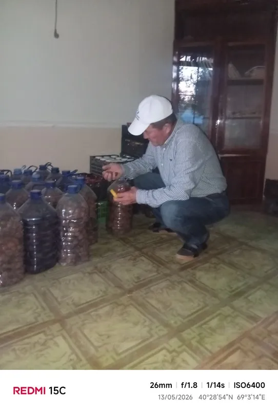 Асал ва урик туршаги Асал ва урик туршаги