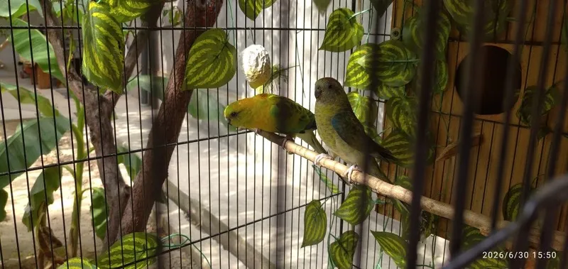 Pevchiy papugay sotiladi 2