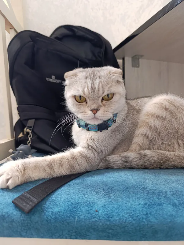 кошка породистая — фото 1