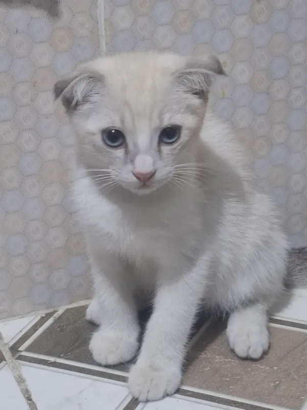 Scottish Fold mushukcha sotiladi qiz bola 3 oylik 2