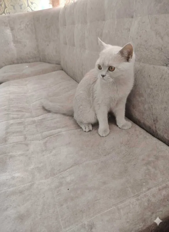 Mushuk sotiladi.
