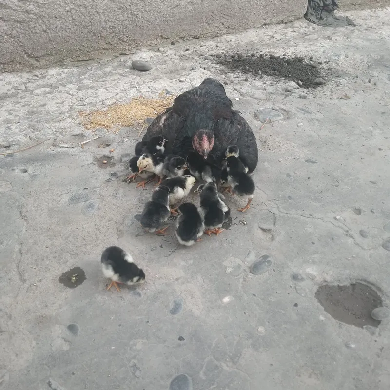 Sotiladi kelishilgan holda dakan juja kulangi zoti tozasi kasal emas — фото 1