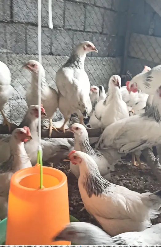 Adler serebre 4 oylikdan oʻtgan