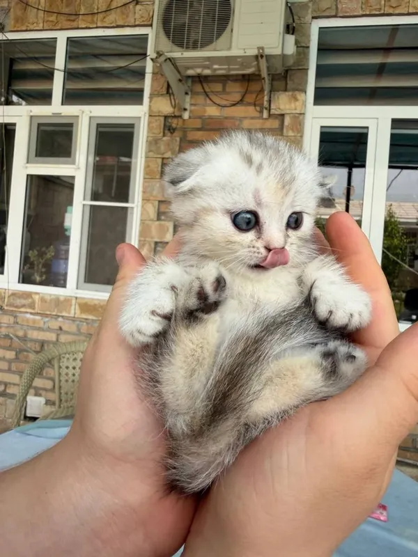Котята маленькие 2 месяца — фото 4