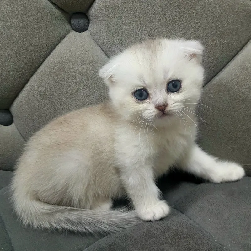 Продаются два серебристых котёнка,шиншилла. 4 Продаются два серебристых котёнка,шиншилла. 4