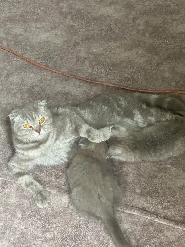 Котята — фото 2