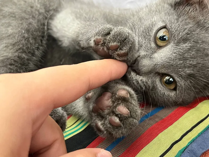 Породистый котенок 2 Породистый котенок 2