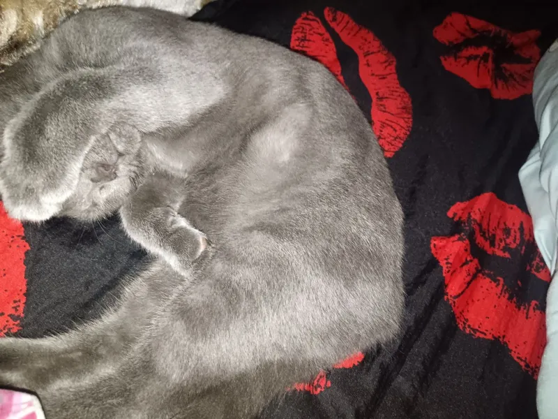 Mushuk Scottish Fold, ozoda, toza boqilgan 5 oylik 7 Mushuk Scottish Fold, ozoda, toza boqilgan 5 oylik 7