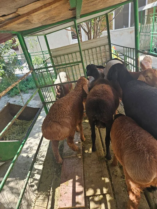 Продаются овцы, кыргызские овцы 3