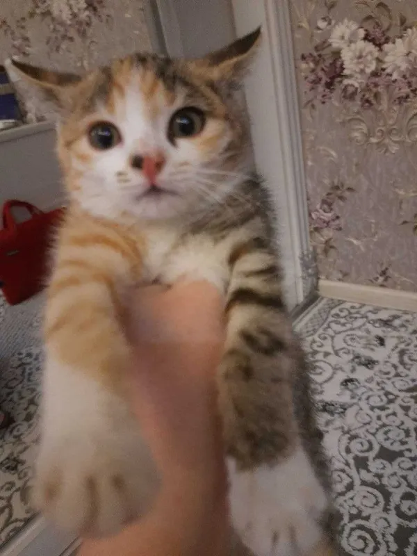 Котенок в добрые руки — фото 2