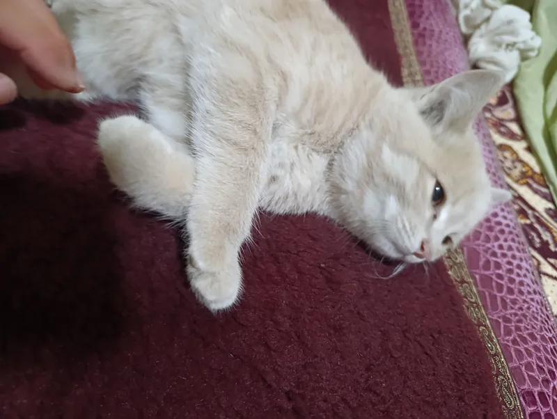 Котёнок, 2 месяца, 3 2 Котёнок, 2 месяца, 3 2