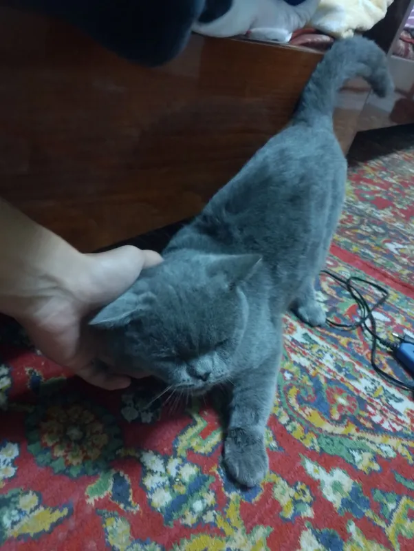 Продаётся вислоухий кот 2