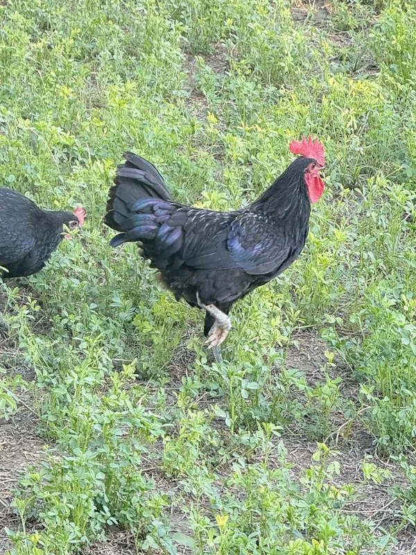 Xoʻroz sotiladi. 1 Xoʻroz sotiladi. 1