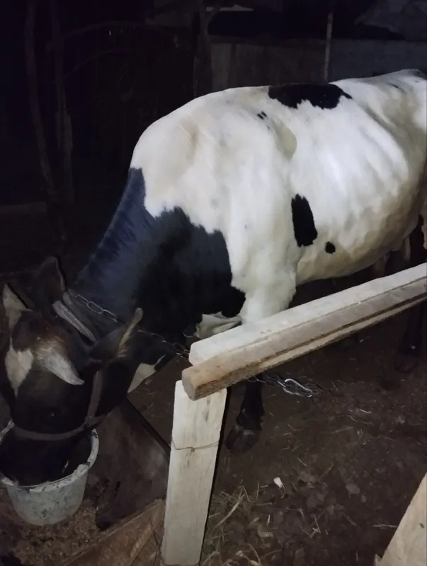 Buqqa sotiladi sog'lom va baquvat — фото 5