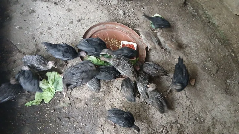Kurka bolalari sotiladi 2