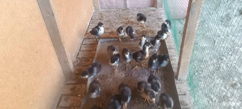 Qora shaxzoda jojalari sotiladi 1