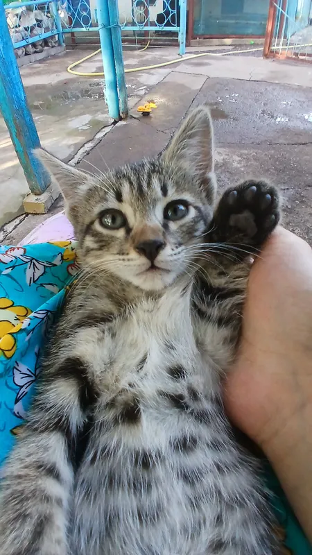 котята в подарок 9 котята в подарок 9