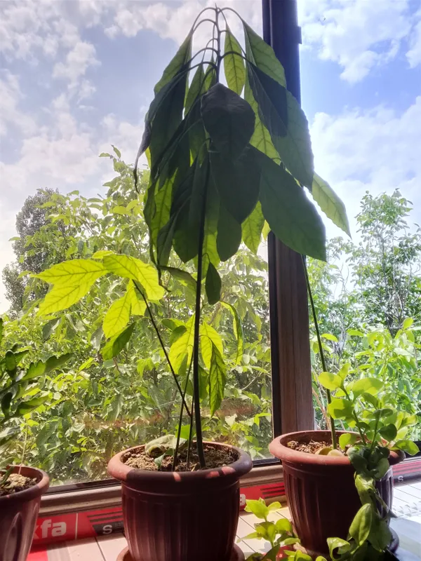 avakado kochatlari avakado kochatlari