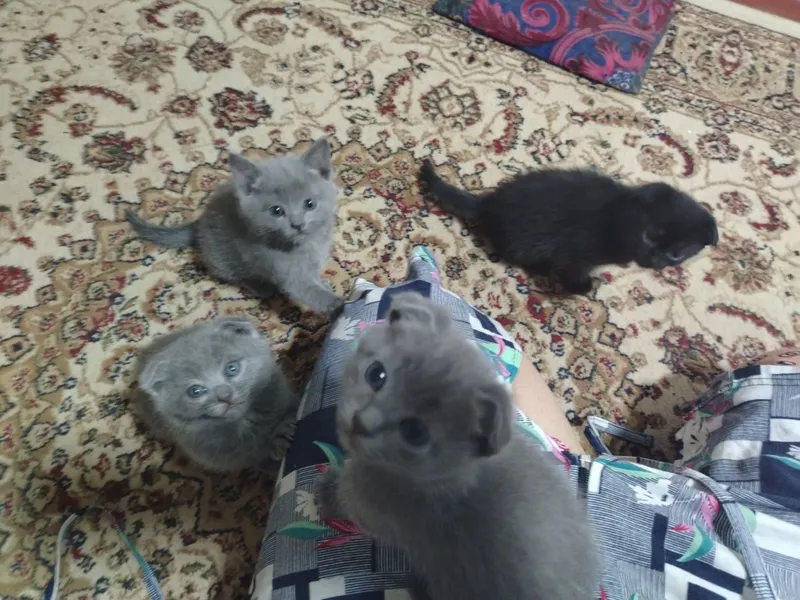 Продаётся кошка, шотландский вислоухий — фото 3