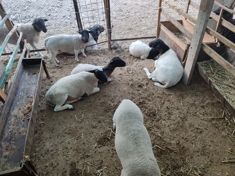 Дорпер куйлари сотилади — фото 4