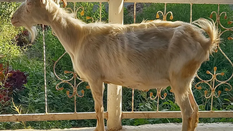 Bugoz zanin ecki sotiladi 2