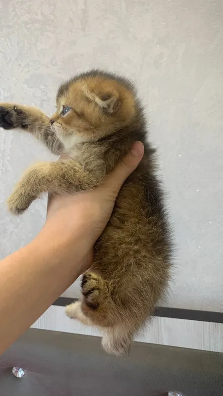 Scottish Fold: og'il bola 2