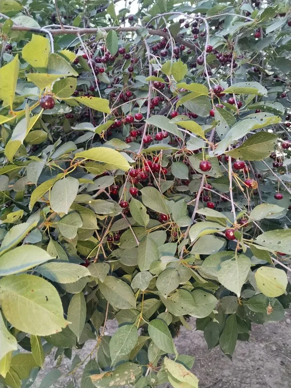 Продается шпонка. — фото 4