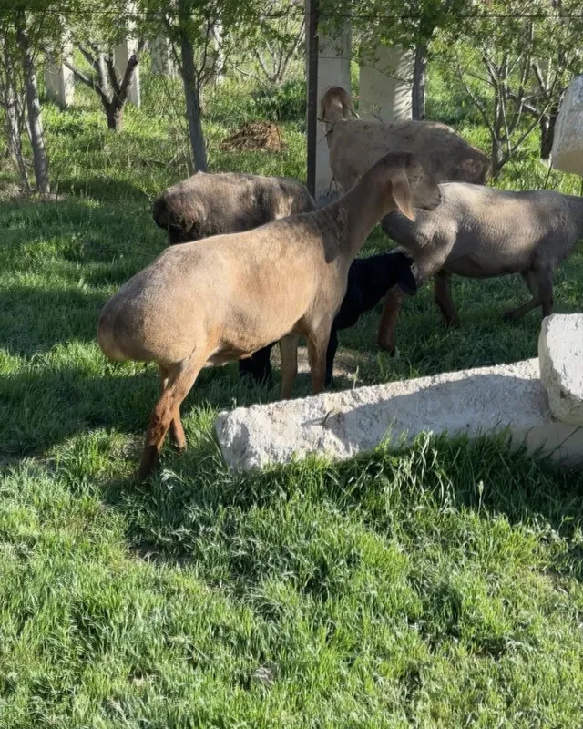 Quylar sotiladi katta chiroyli zotdor sovluqlar bogoz