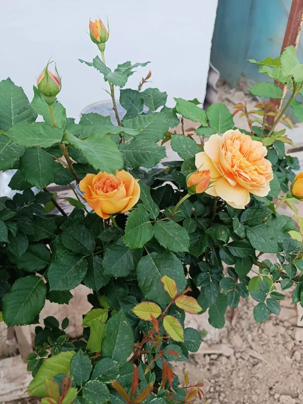 Розы для саженцы