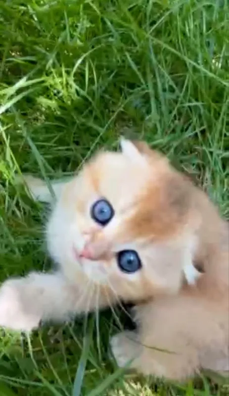 Вислоухие котята Золотая Шиншилла — фото 2