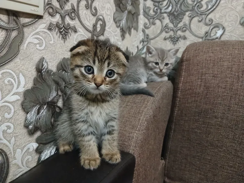 котята 10 котята 10