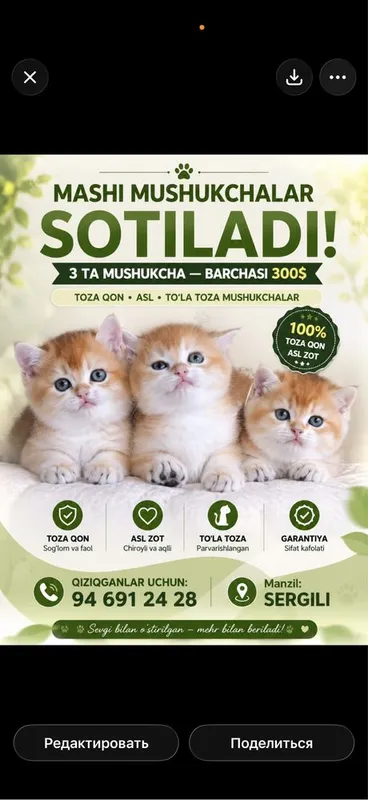 Mushuk bolalari toza qon shinshillalar ota ona toza zotli ishonchli