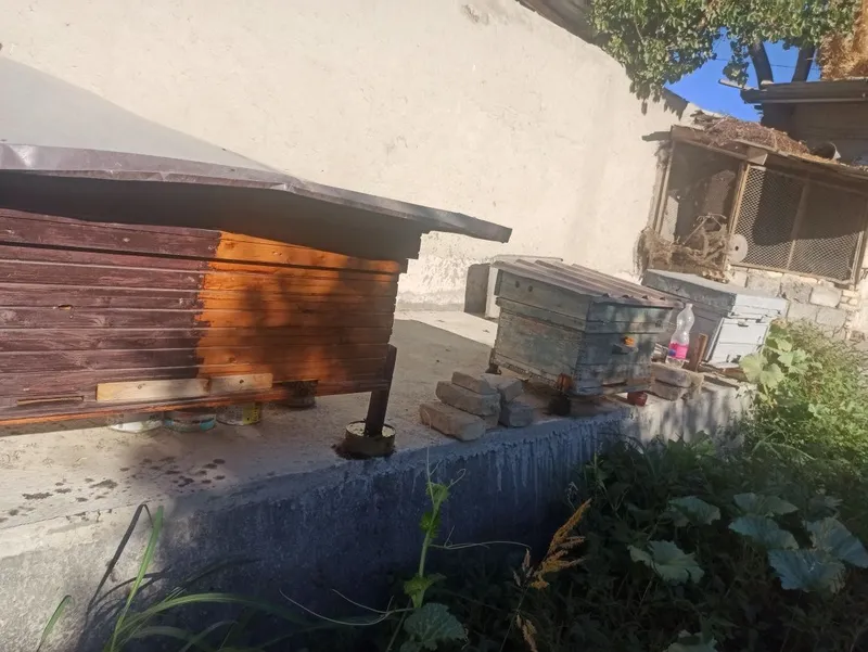 Asal ari 3ta oyla 4dona yawin sotiladi — фото 1