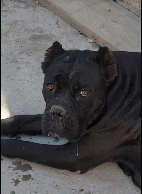 Cane Corso zotli kuchukchalar sotiladi 5 Cane Corso zotli kuchukchalar sotiladi 5