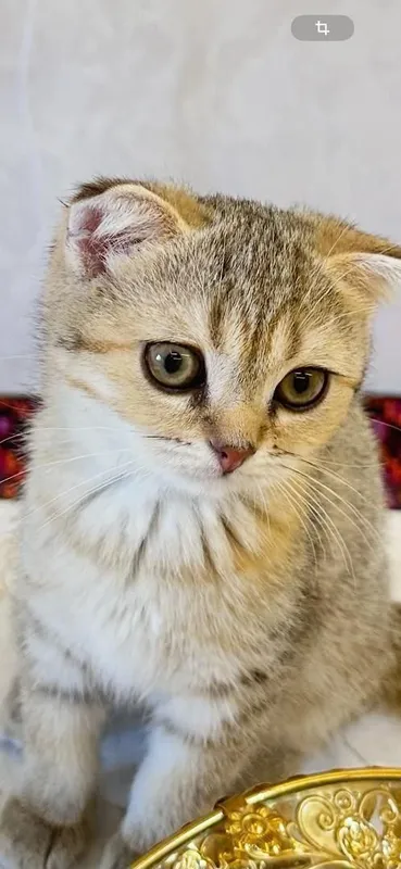 Продаются котята и мама: 3 котёнка, 2 месяца 3 Продаются котята и мама: 3 котёнка, 2 месяца 3