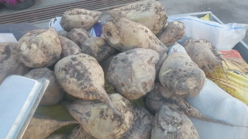 Qand lavlagi mol quy va yeyish uchun shakar lavlagi — фото 2
