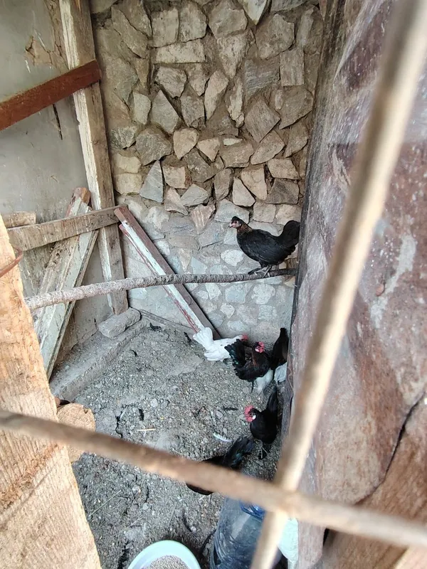 Япон жужа хурозлари сотилади. 2 Япон жужа хурозлари сотилади. 2