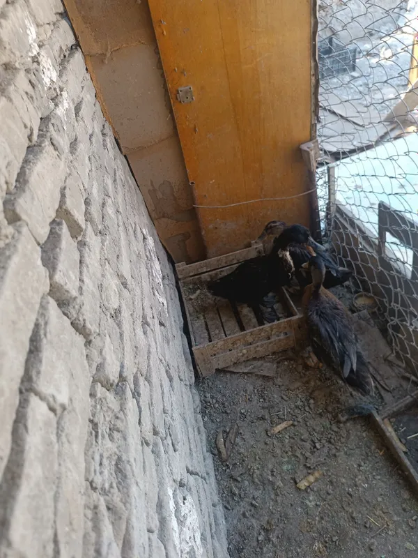 Eng zor oʻradak yeb ichishga gap yo 6 Eng zor oʻradak yeb ichishga gap yo 6
