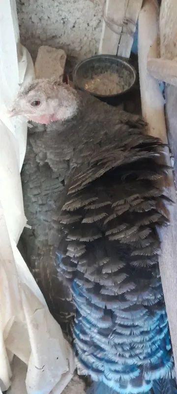 Kurk bògan kurka 3 Kurk bògan kurka 3