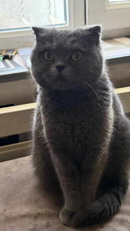 Продается кошка скоттиш девять месяцев — фото 1