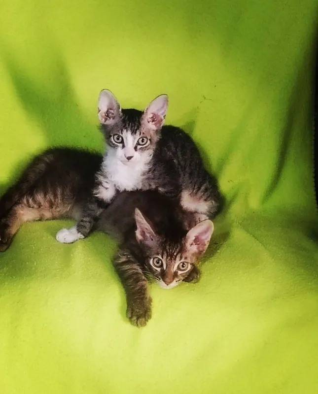 Котята породы свинкс браш 1 Котята породы свинкс браш 1