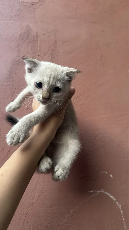 Продаются кошки 2 Продаются кошки 2