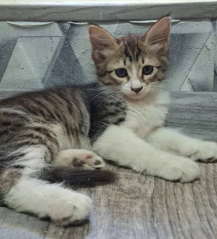 Котятки доманшнии ищут семью!