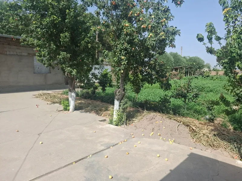 uy joy sotiladi manzil Surxondaryo viloyati 4 uy joy sotiladi manzil Surxondaryo viloyati 4