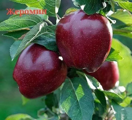 Саженцы для интенсивных садов яблоки