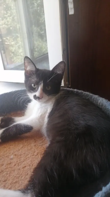 Котята в добрые руки — фото 5