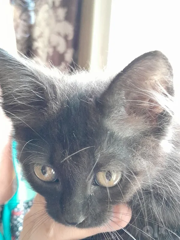 Котёнок 1,5 месяца.Бесплатно. 5 Котёнок 1,5 месяца.Бесплатно. 5