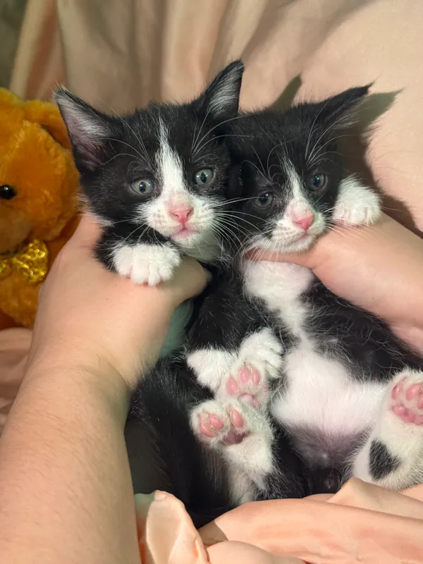 Котята 1,5 месяцев — фото 2