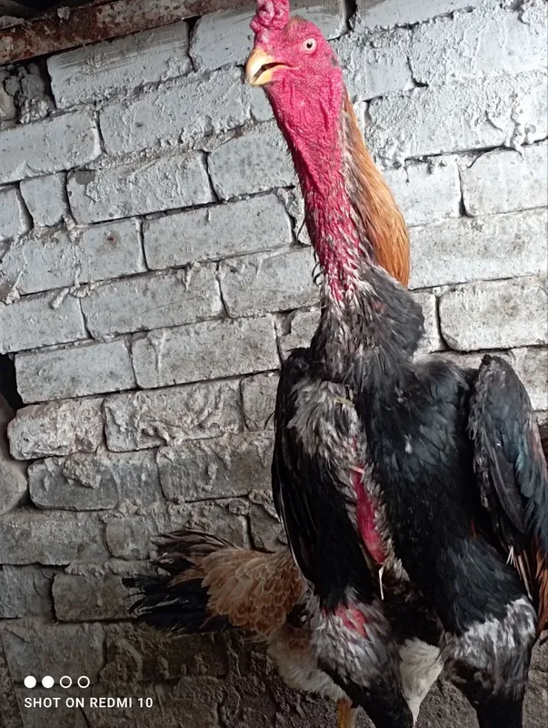 Dakan tiniqlari zotga - BirBir