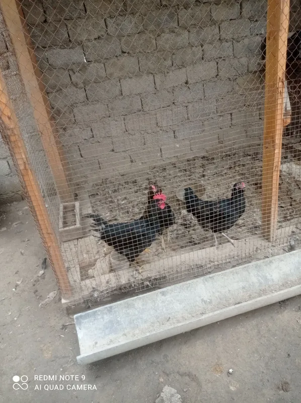 Продаётся здоровый петух 2 Продаётся здоровый петух 2